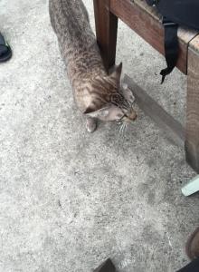 「くまもん」