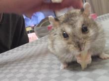 のびぞー